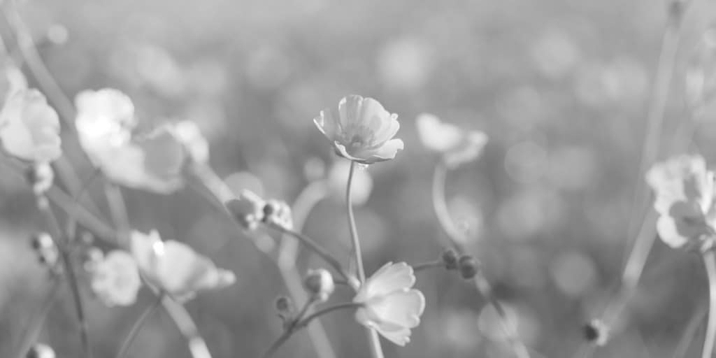 black and white image of a field of wild flowers