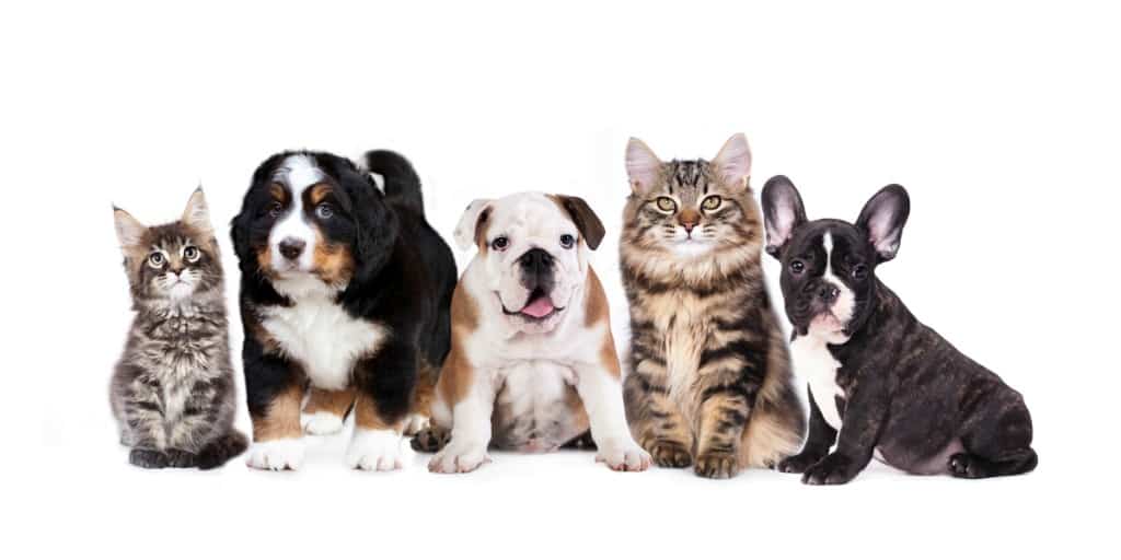 Group of dogs and cats sitting in front of a white background