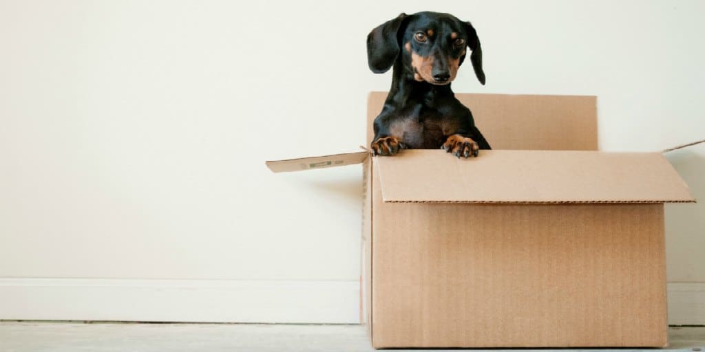 daschund in a cardboard box