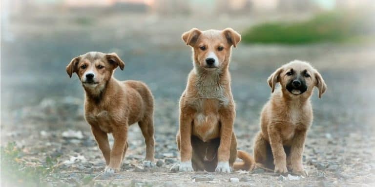 Is Pet Insurance Really Worth the Money? Women Who Money Is Pet Insurance Really Worth the Money? Women Who Money