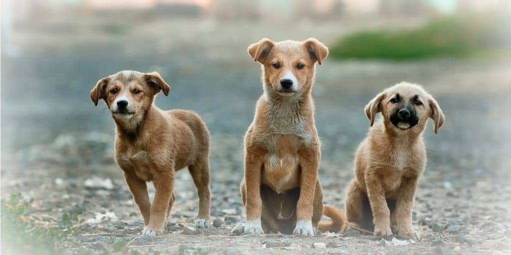 three-pet-dogs-outside