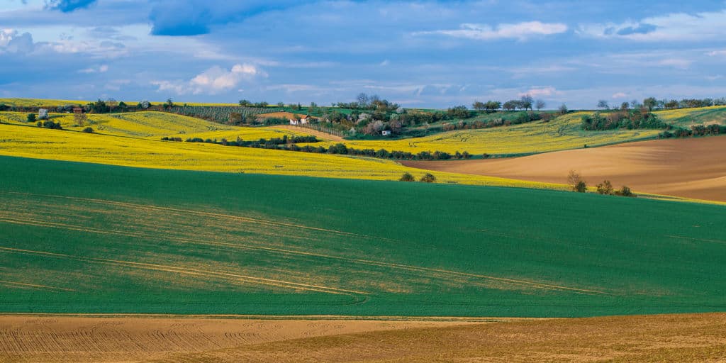 aerial view of wheat crops