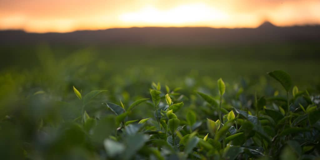 sun rising over growing agriculture crops