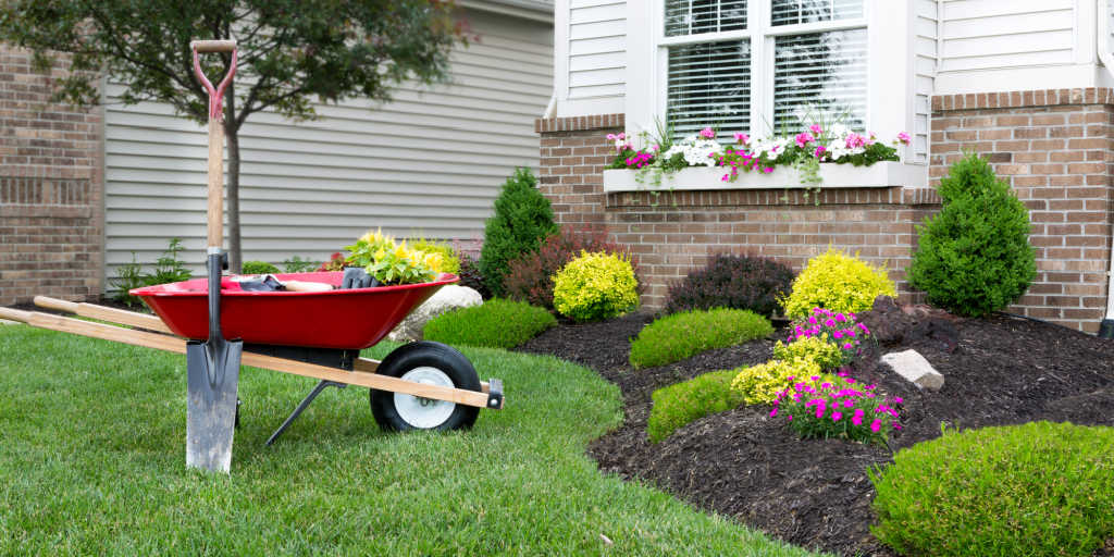 carretilla de pie en un ordenado césped verde cuidada junto con el paisajismo de un macizo de flores mientras planta un jardín de flores alrededor de una casa con plantas de primavera frescas para mejorar el atractivo de la acera